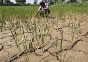 Agricultural Labor in India
